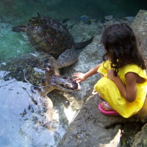 Baraka Natural Aquarium & mnemba snorkeling trip