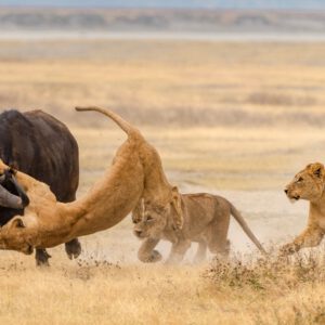 Ngorongoro Crater Best Selling Tour