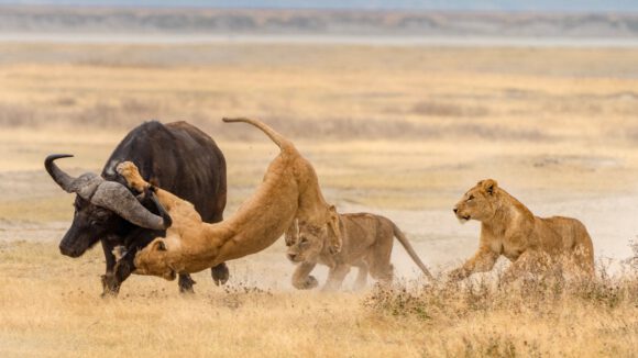 Ngorongoro Crater Best Selling Tour