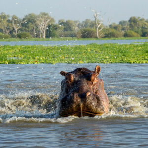 Selous Day Trip