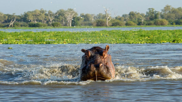 Selous Day Trip