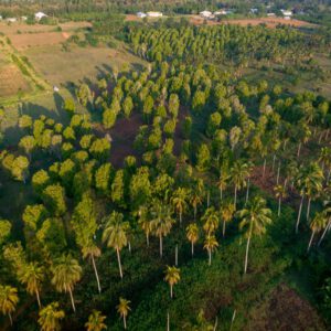 Jozani forest, Spice farms, & Stone Town tour