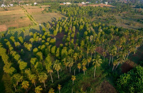 Jozani forest, Spice farms, & Stone Town tour